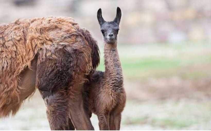 Среќна вест од скопската Зоолошка градина: Се роди бебе лама