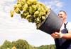 Хрватска ќе дава 35.500 работни дозволи на странци: за собирач на овошје дневница над 25 евра