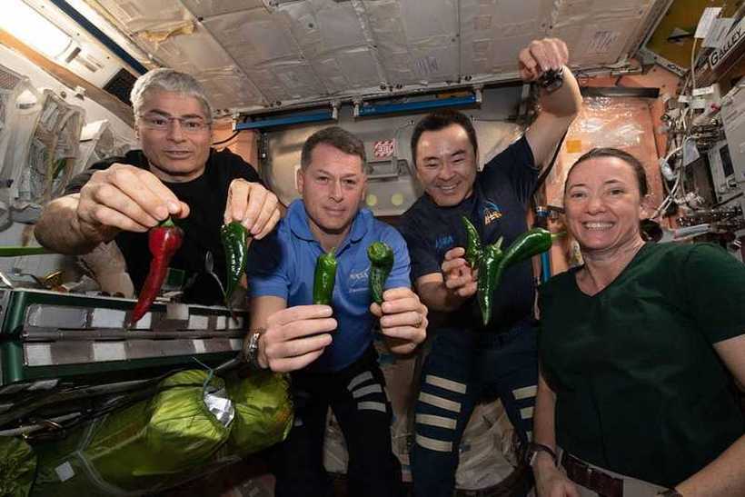 Во вселената одгледани првите чили пиперки, астронаутите ги искористија за тако