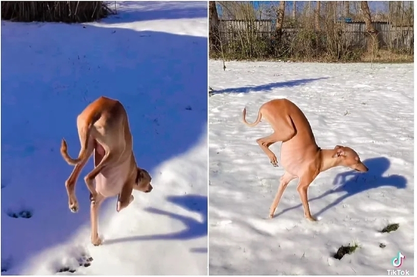 Куче кое мрази снег смисли генијален начин за што помалку да го допира