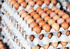 АХВ врши засилен мониторинг на продажните места за месо и јајца