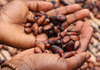 Нестле ќе им плаќа на земјоделците во Африка децата да одат на училиште место да собираат какао