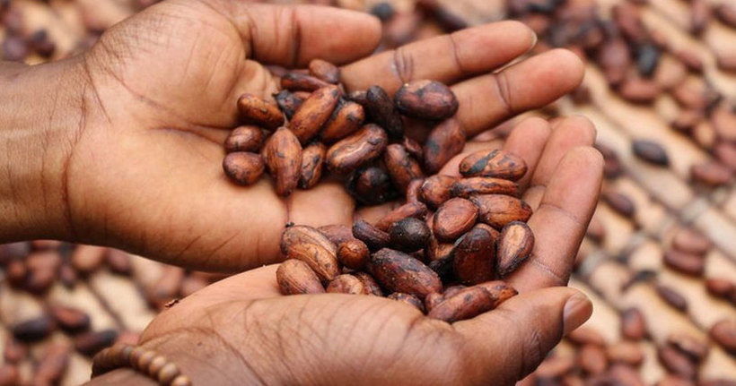 Нестле ќе им плаќа на земјоделците во Африка децата да одат на училиште место да собираат какао