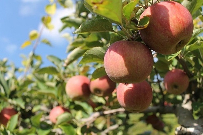 ШАНСА ЗА РАБОТА: Им фалат 10.000 берачи на јаболка