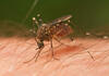 Зошто некои луѓе се како магнет за комарци?