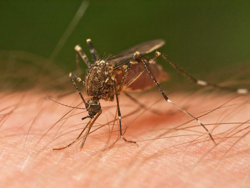 Зошто некои луѓе се како магнет за комарци?