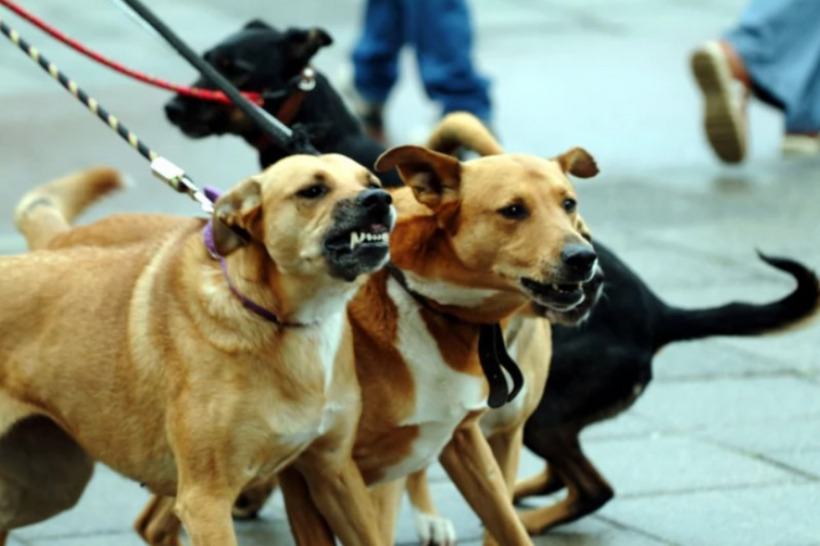 Експертите објаснуваат што треба да направите доколку ве нападне куче на улица – овие 5 работи се од клучно значење