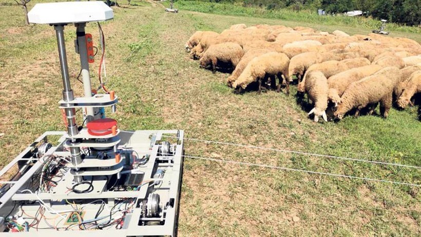 Во недостаток на работна сила: Робот-Овчар на пасиштата во Србија!