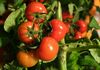 Финансиска поддршка за производителите на пченица и јачмен и домати и краставици