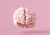 Мозокот на модерниот човек се развил подоцна отколку што се мисли