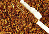Почна откупот на тутунот во земјава, просечната цена е 181,6 денари