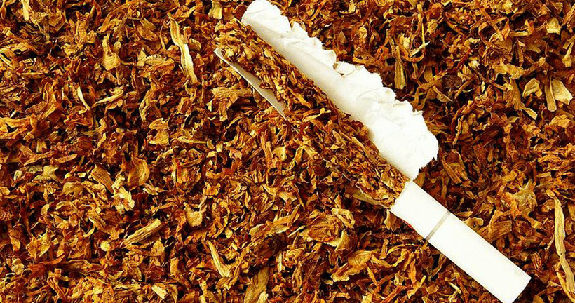 Почна откупот на тутунот во земјава, просечната цена е 181,6 денари