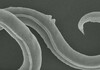 Сензационална вест: Оживеале црви замрзнати пред 46.000 години