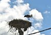 Најстарото гнездо на штркови во регионот се наоѓа во селото Чешиново