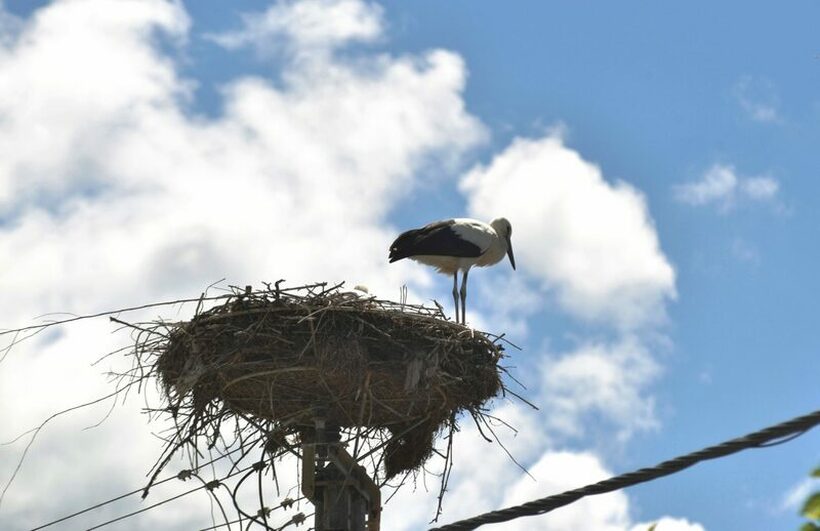 Најстарото гнездо на штркови во регионот се наоѓа во селото Чешиново