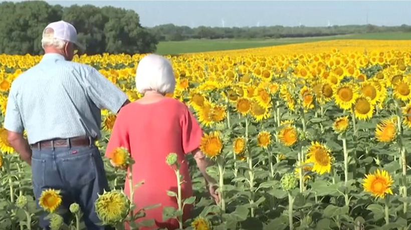 За 50-та годишнина од бракот на сопругата ѝ засадил 1,2 милиони сончогледи