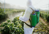 Како да ги „избркате“ пестицидите од зеленчукот пред да го изедете – ова е најдобриот трик