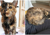 Флоси е најстарата жива мачка на светот: Наскоро ќе наполни 27 години, влезе во Гинисовата книга на рекорди