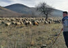 1000 евра плата за овчари ама ги нема!