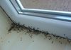 ТРИК КОЈ ЧИНИ 10 ДЕНАРИ: И никогаш повеќе нема да имате мравки дома