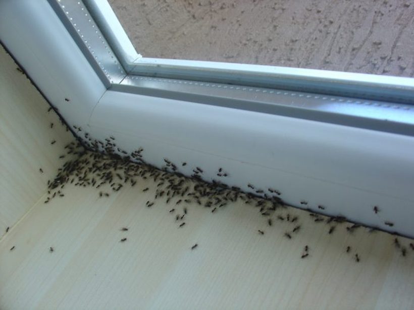 ТРИК КОЈ ЧИНИ 10 ДЕНАРИ: И никогаш повеќе нема да имате мравки дома