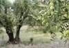 Расте интересот за садење маслинки во Македонија, еве што треба да знаете за нив