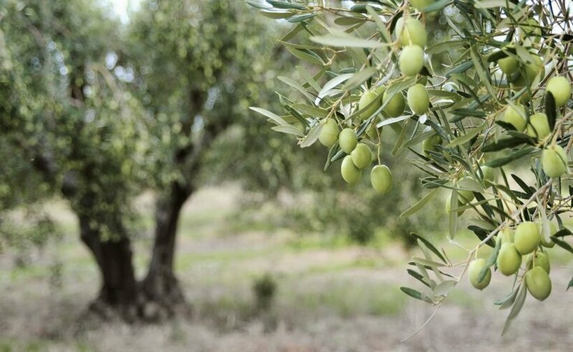 Расте интересот за садење маслинки во Македонија, еве што треба да знаете за нив