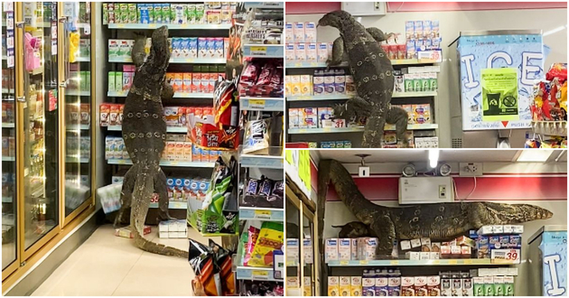 Џиновски гуштер влегол во супермаркет на Тајланд и почнал да уништува сè пред себе