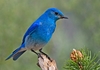 Зошто сината боја е толку ретка во природата?