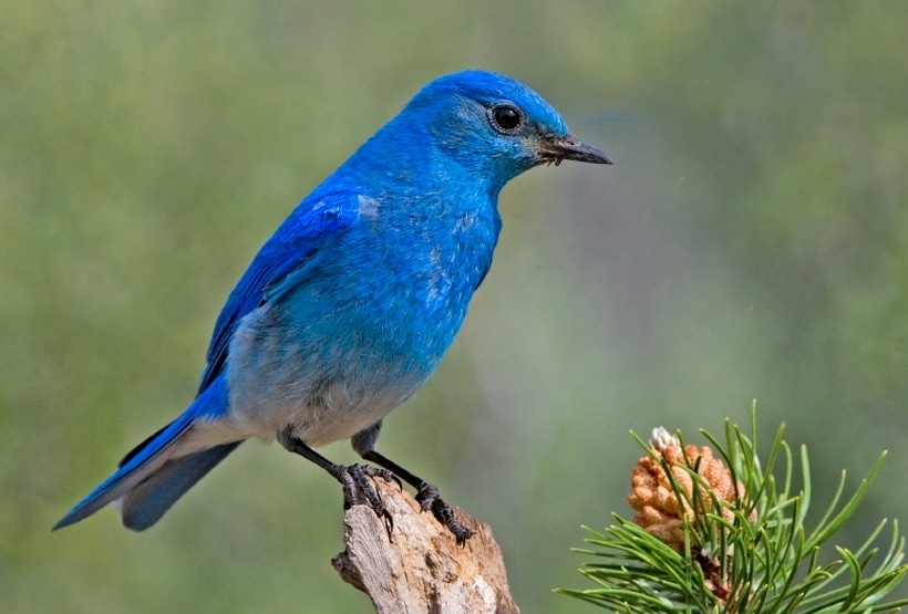 Зошто сината боја е толку ретка во природата?