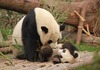 Работа од соништата – Оглас за лица кои ќе галат панда бебиња