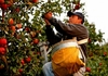 Македонските сезонски работници во Италија работат за мизерни плати
