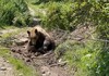 Спасена мечка која 10 часа била заглавена во бачило на Шар Планина