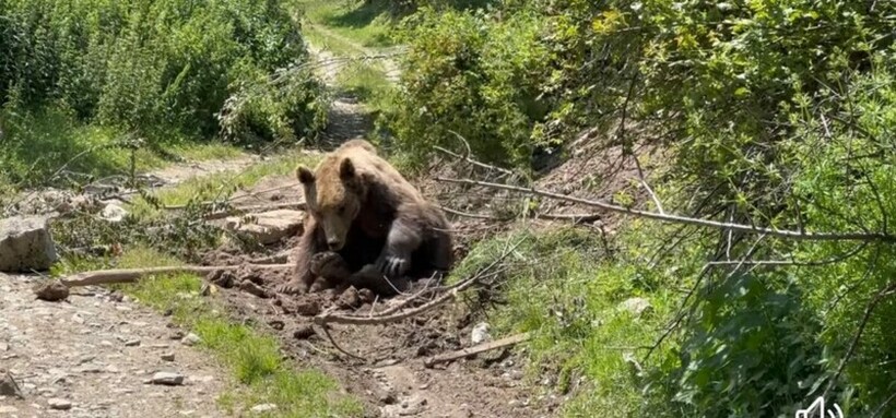 Спасена мечка која 10 часа била заглавена во бачило на Шар Планина