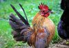 Дали знаете кои се најскапите кокошки во светот?