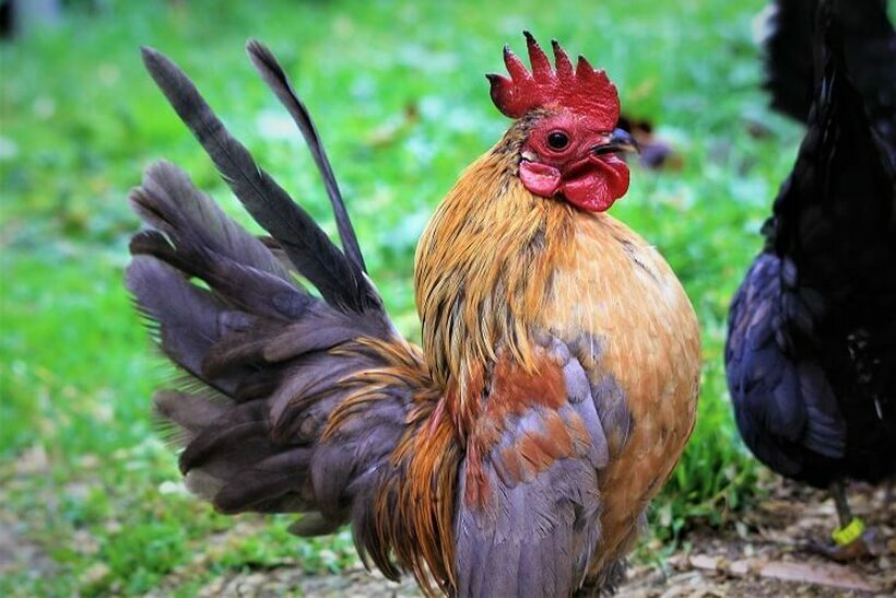 Дали знаете кои се најскапите кокошки во светот?