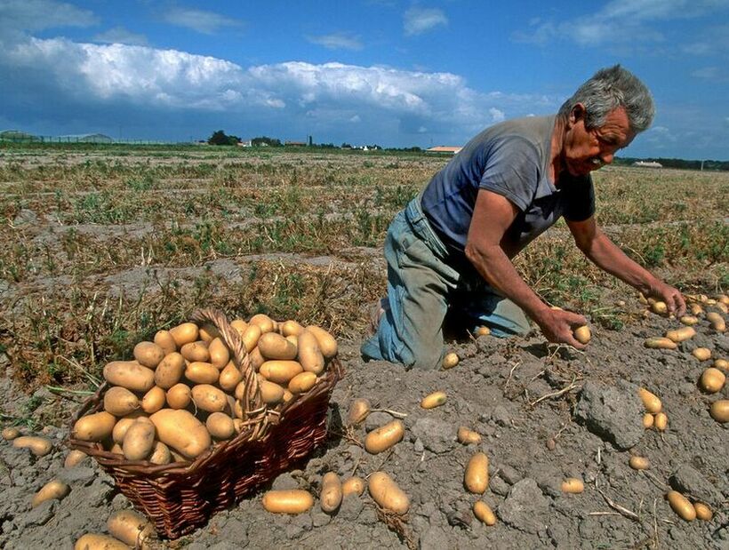 Еве каде се продаваат најскапите компири во светот - нивната цена се движи до 490 евра за килограм