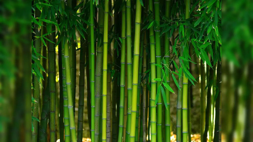 Бамбусот – градежен материјал на иднината?