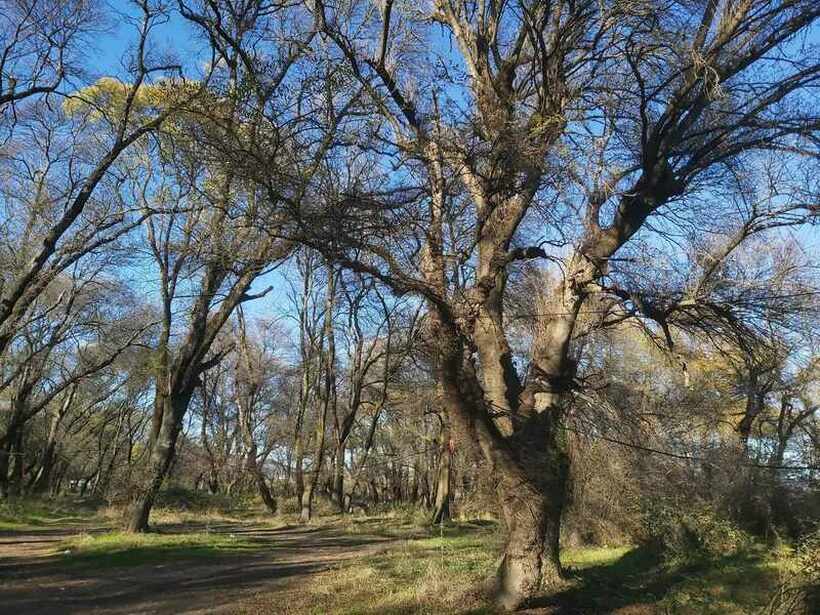 Во Негорските Бањи крај Гевгелија се наоѓа единствената шума на полски јасен во Македонија