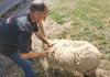Би стрижеле ли овци за 1000 евра?