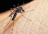 Тигрести комарци во Европа: Бидете внимателни ако летувате во Грција