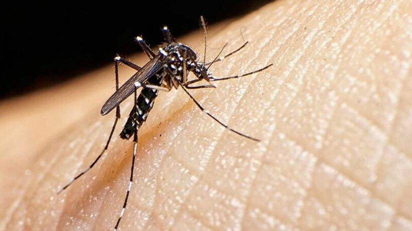 Тигрести комарци во Европа: Бидете внимателни ако летувате во Грција