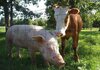 Во Македонија има се’ помалку говеда и свињи