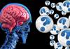 Научниците открија нова функција на малиот мозок