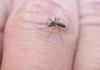 Како комарците избираат кои луѓе да каснат, а кои не?