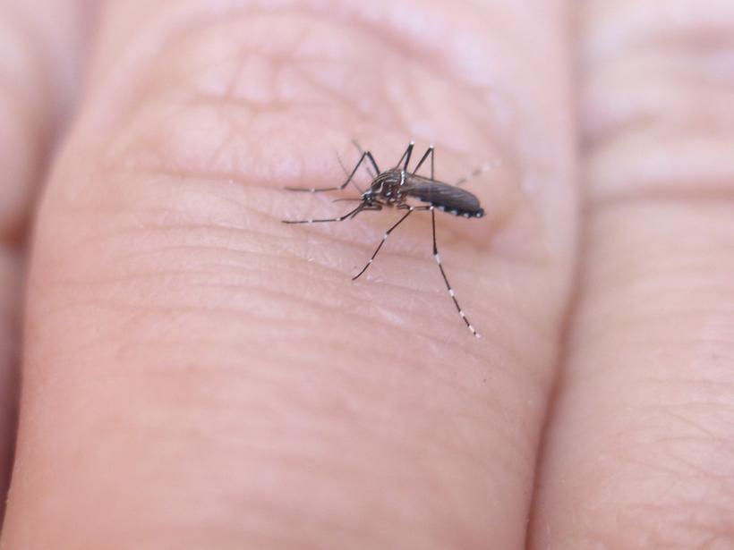 Како комарците избираат кои луѓе да каснат, а кои не?