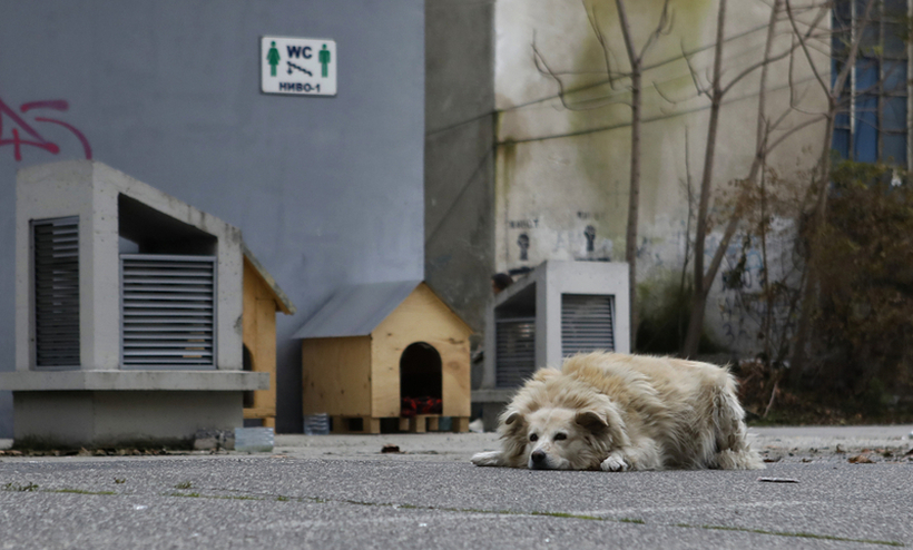 За напуштање домашно милениче, од денеска, во Хрватска се оди во затвор