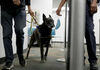 Истражување: Кучиња трагачи би можеле да ја спречат појавата на ковид-19 на работното место
