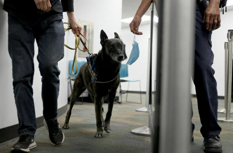 Истражување: Кучиња трагачи би можеле да ја спречат појавата на ковид-19 на работното место