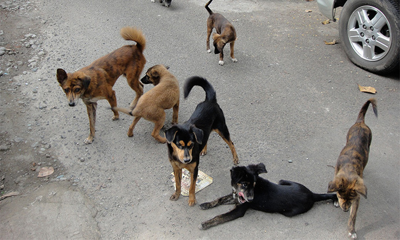 ВО ПОДЕМ „КУЧЕШКИ ТУРИЗАМ“ Во Скопје се носат бездомни кучиња од надвор, а има дури и од Косово!